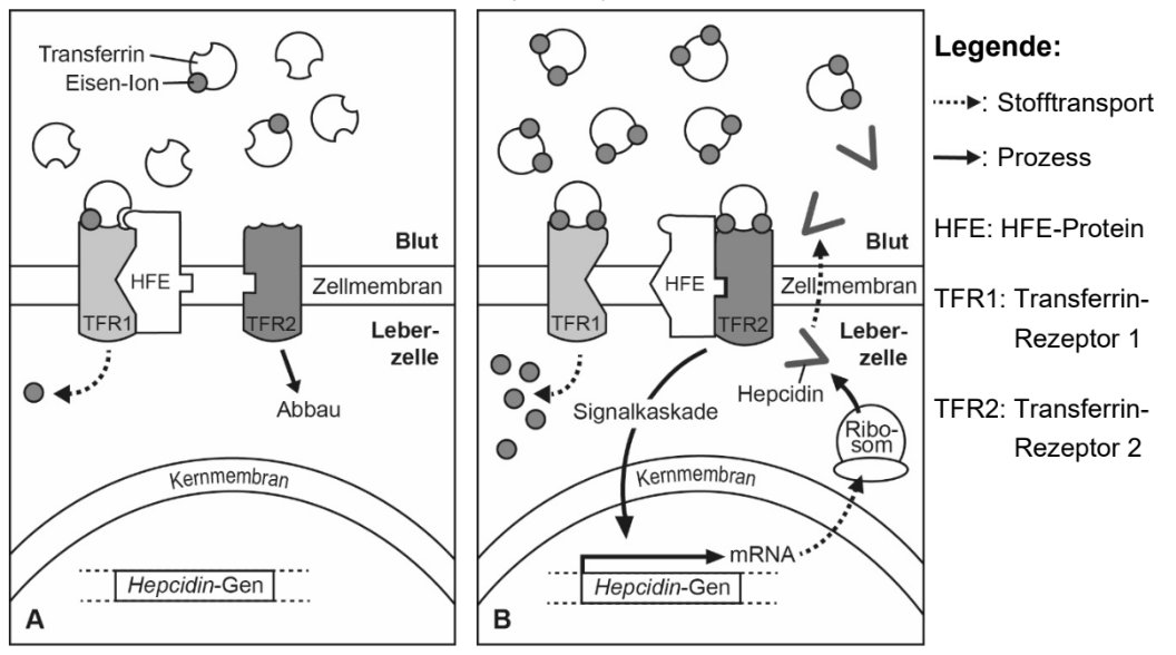 Schematische Zwei-Panel-Grafik zu Transferrin, TFR1/TFR2, HFE und Hepcidin in Leberzellen.